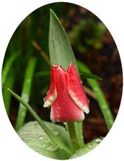 Tulpe-6A.jpg